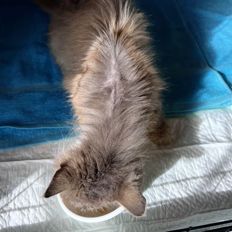 Luna 2