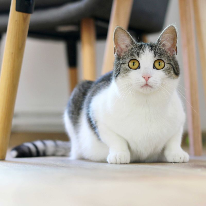 Meredith 3