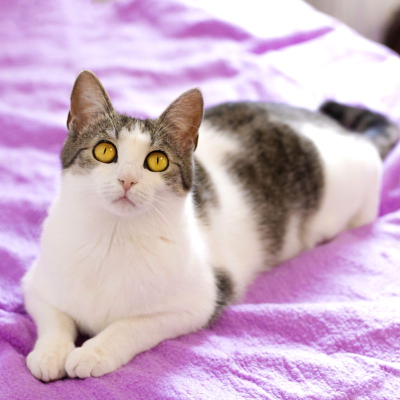 Meredith 1