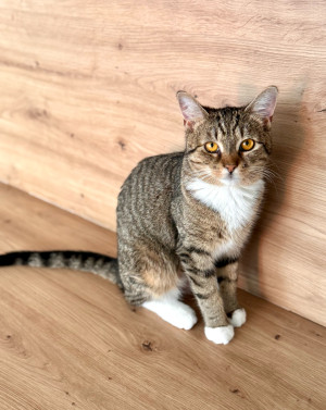 Mili 1
