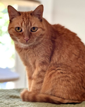 Ginger 2