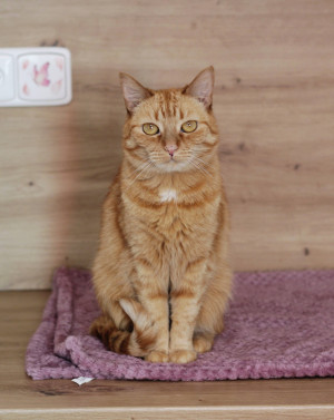 Ginger 1