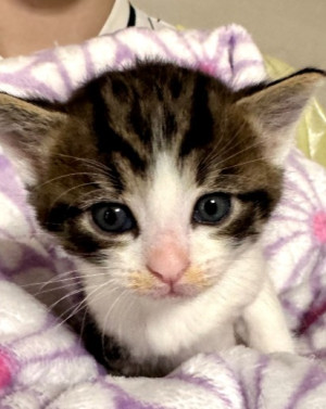 Tulipánek 2