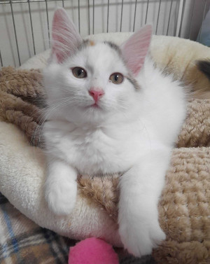 Juliette 1