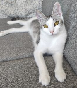 Hubertka