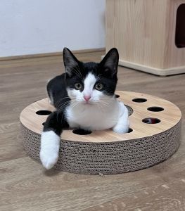 Monty