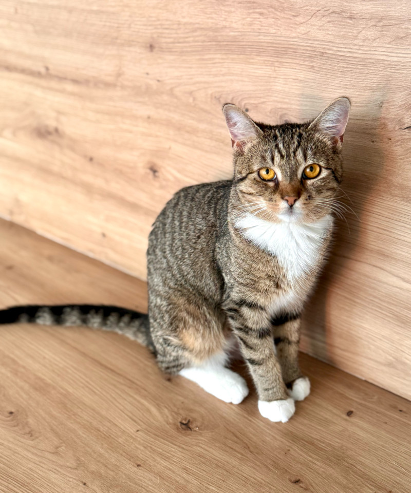 Mili