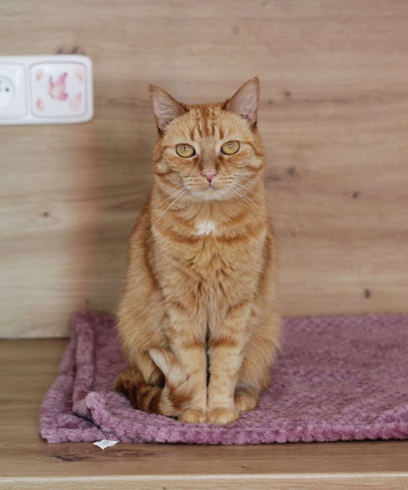 Ginger
