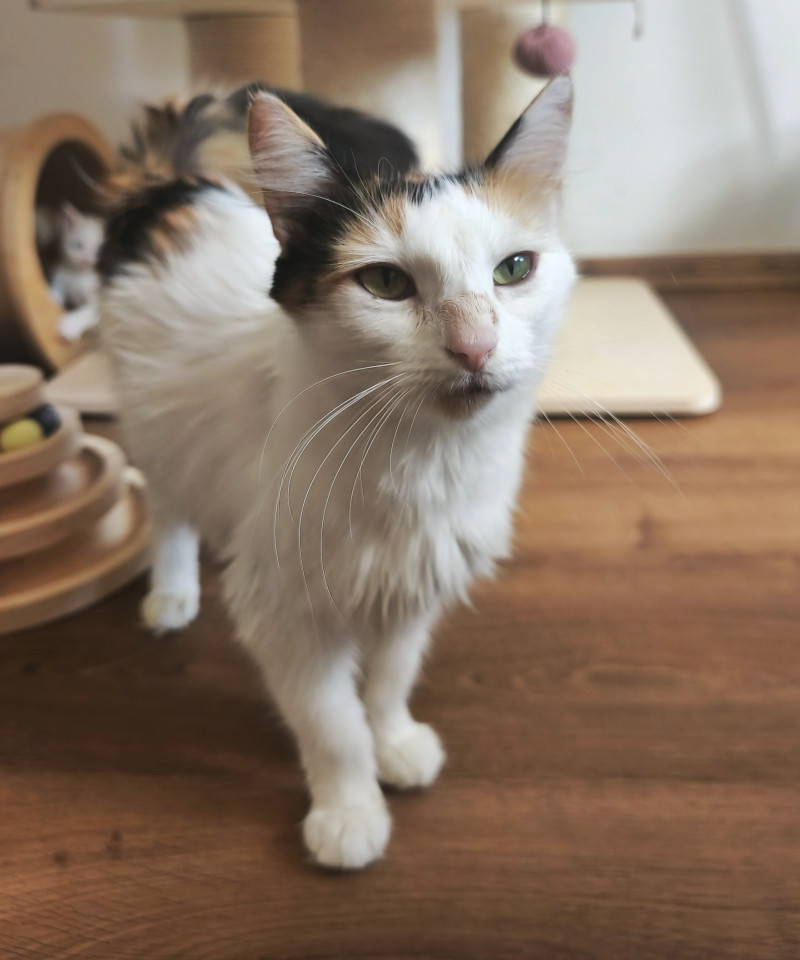 Vivienne