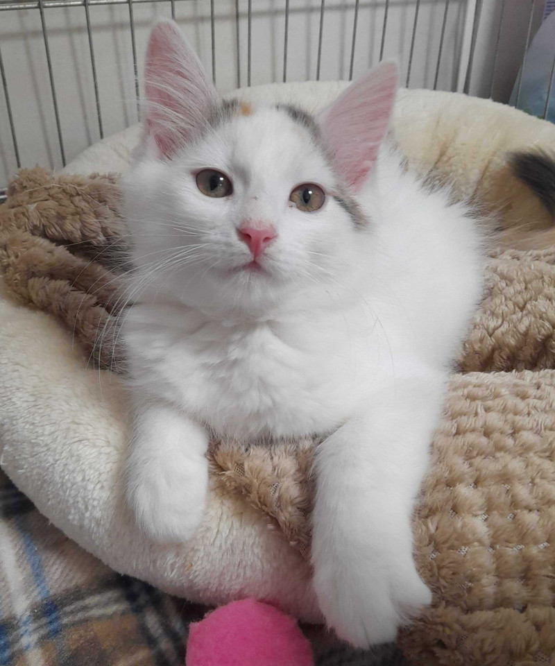 Juliette