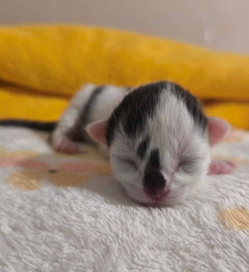 Matteo