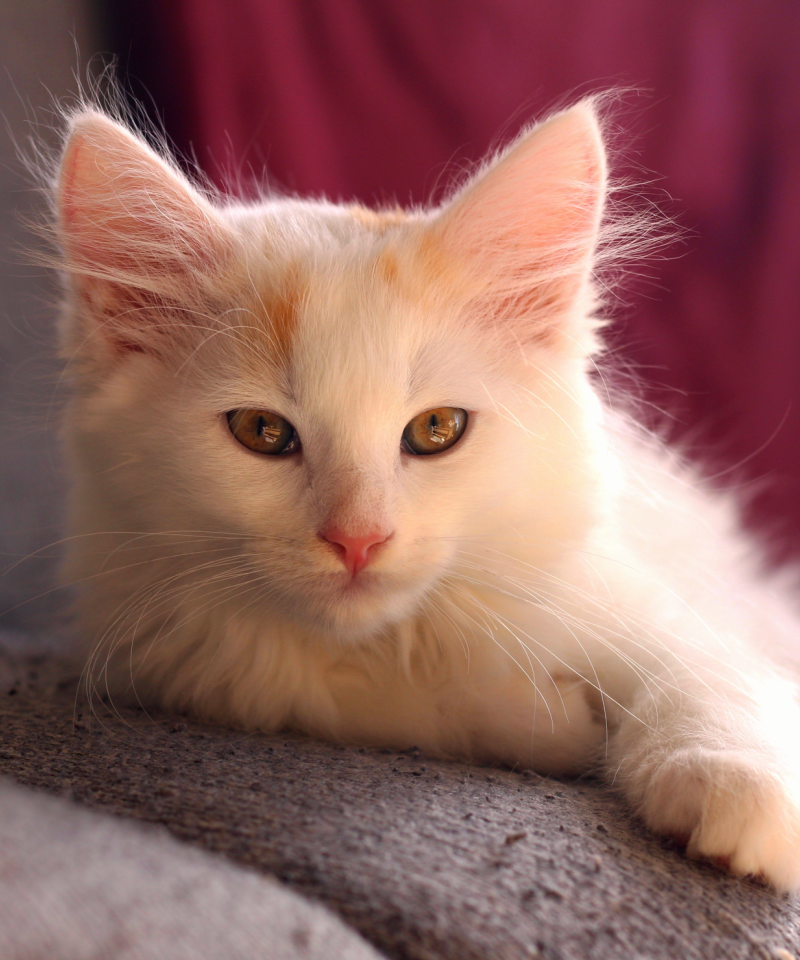 Pierre