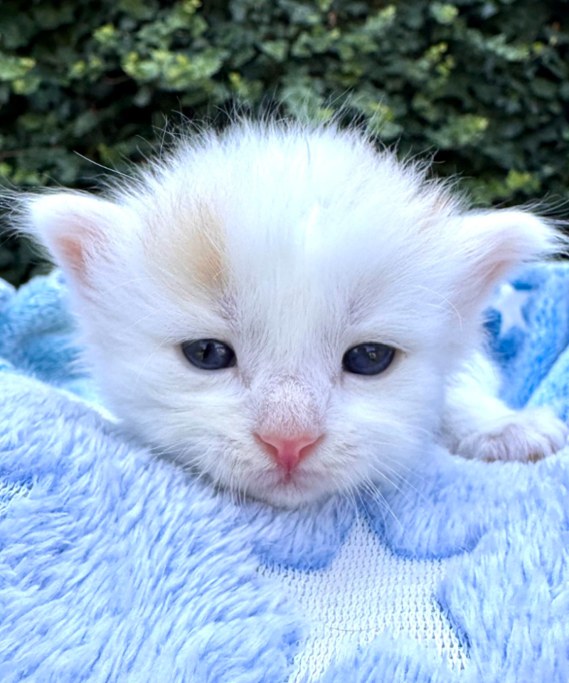 Pierre