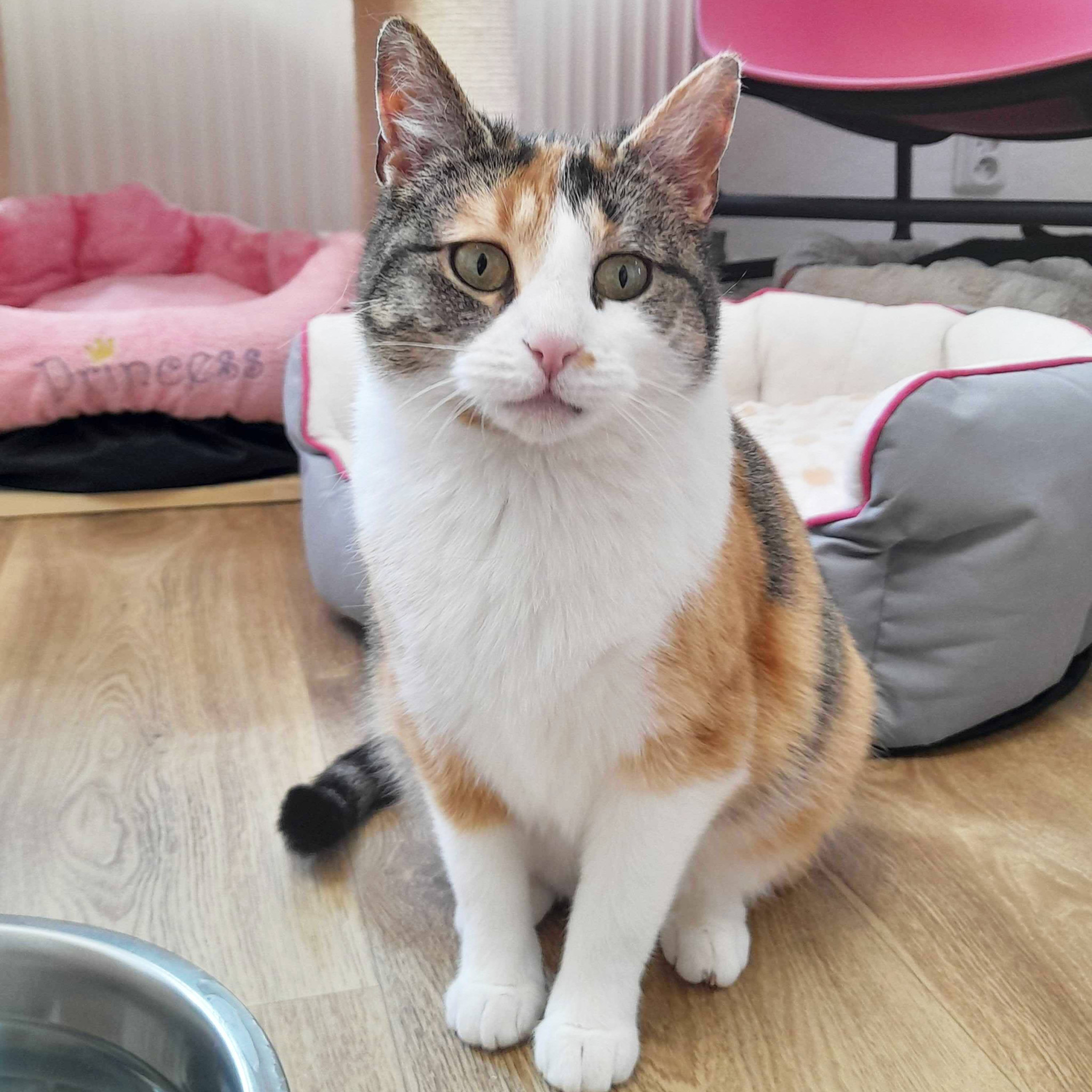 Zoja 2