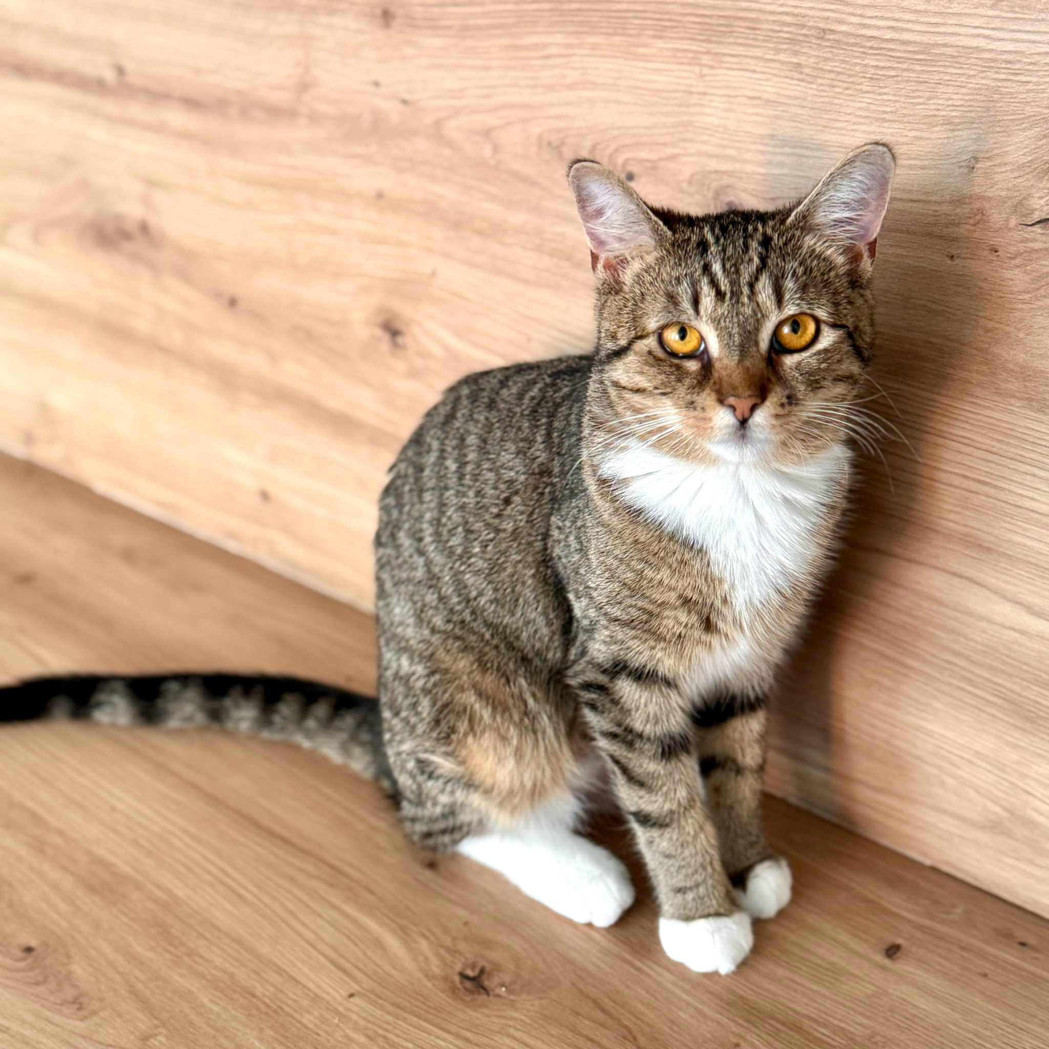 Mili