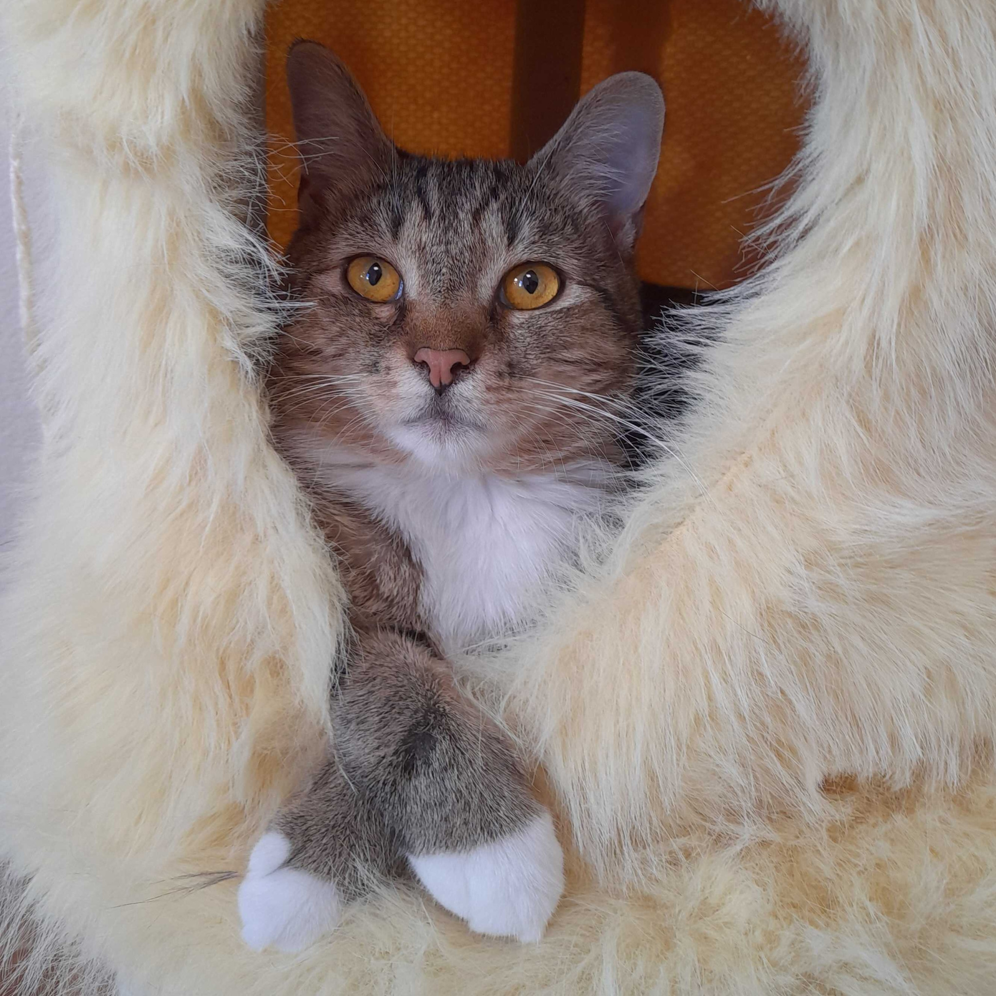 Mili 2