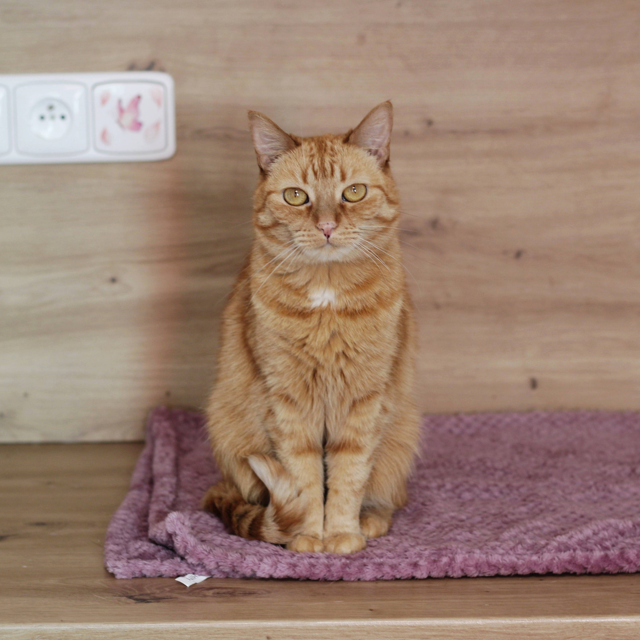 Ginger