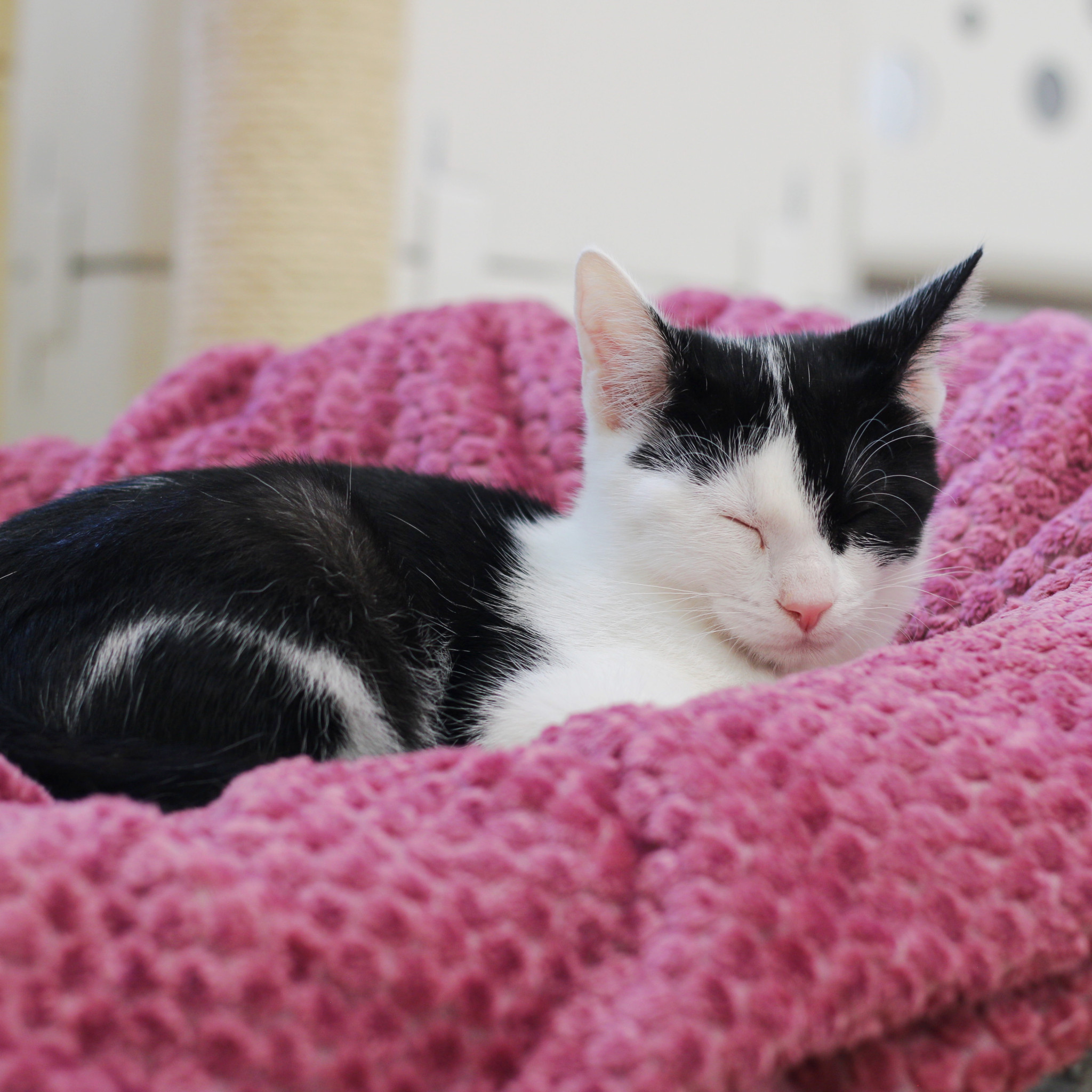 Sedmikrásek 2
