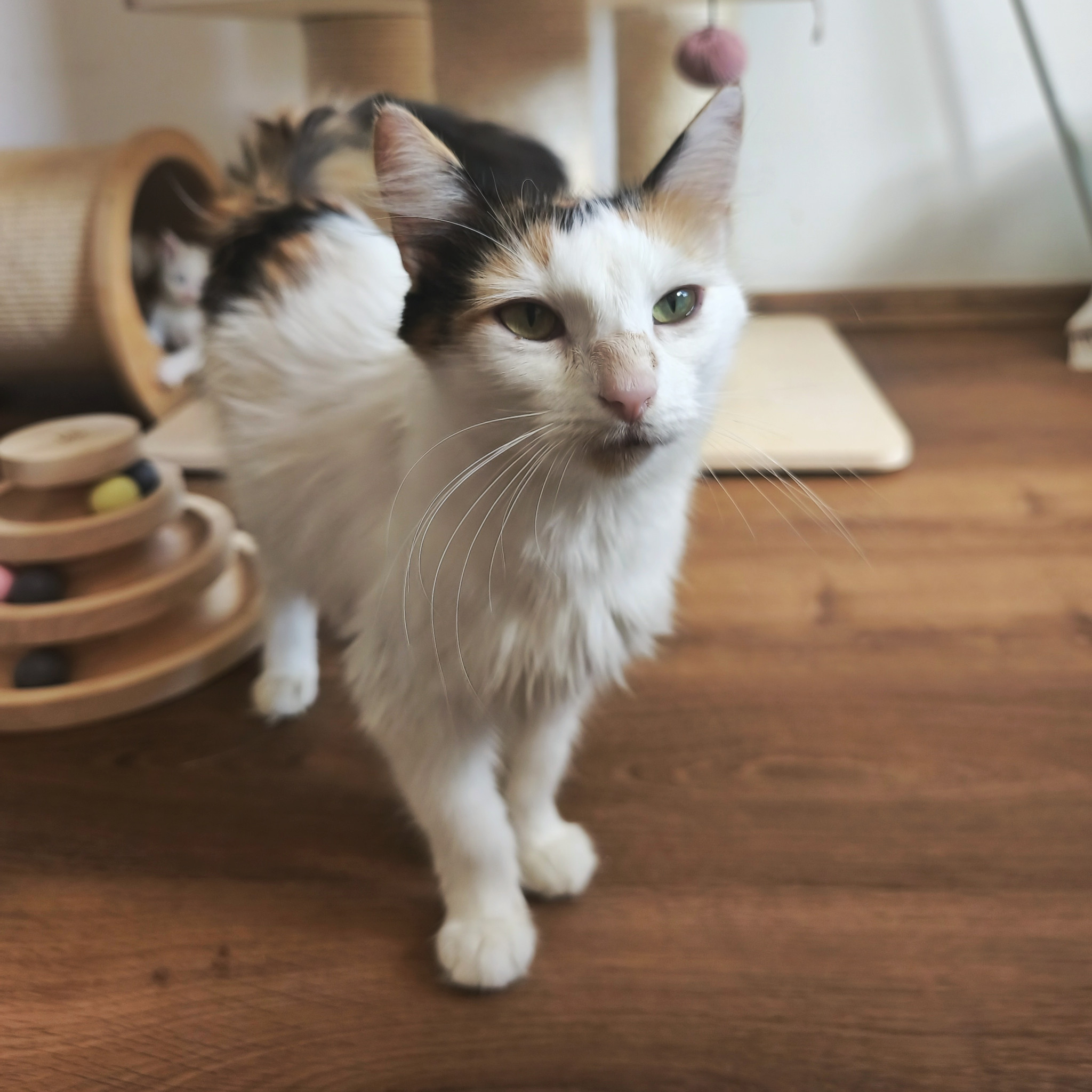 Vivienne