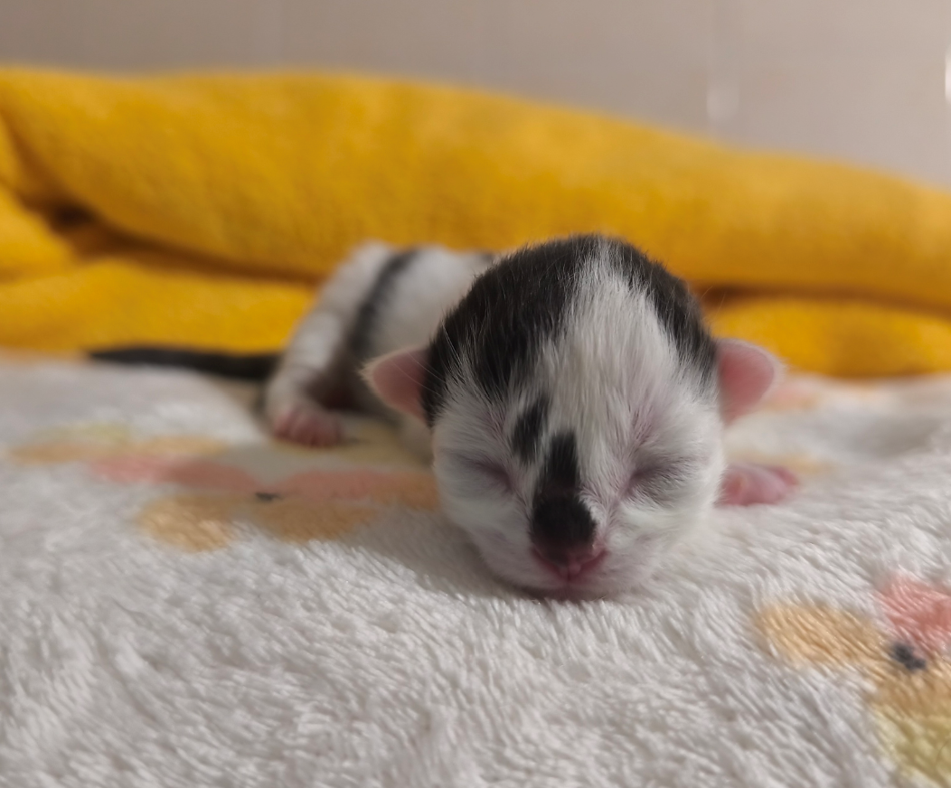 Matteo