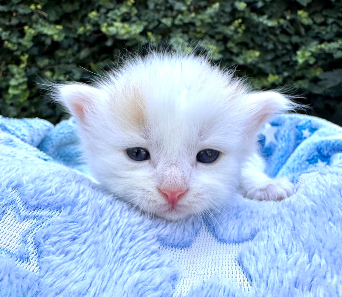 Pierre