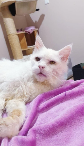 Vzpomínkový náramek kocourka Moríska - růžový 10