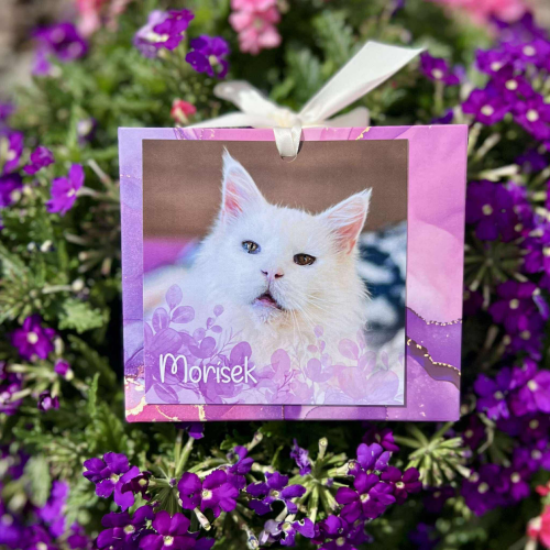 Vzpomínkový náramek kocourka Moríska - růžový 1