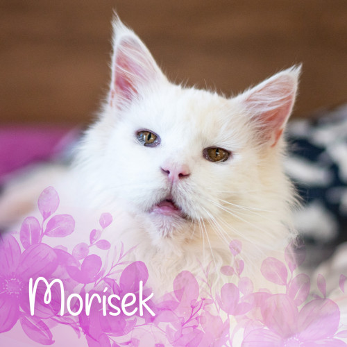 Vzpomínkový náramek kocourka Moríska - růžový 5