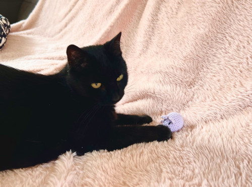 Háčkovaná myška s kozlíkem a šantou 7