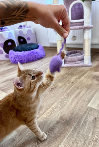 Háčkovaná myška s kozlíkem a šantou 6