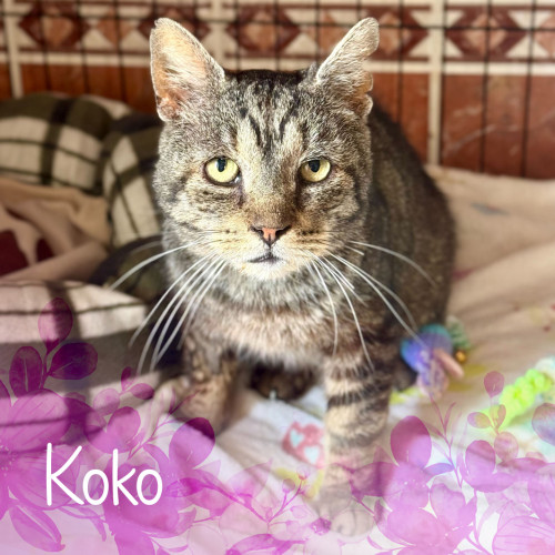 Náramek kocourka Kokouška 3