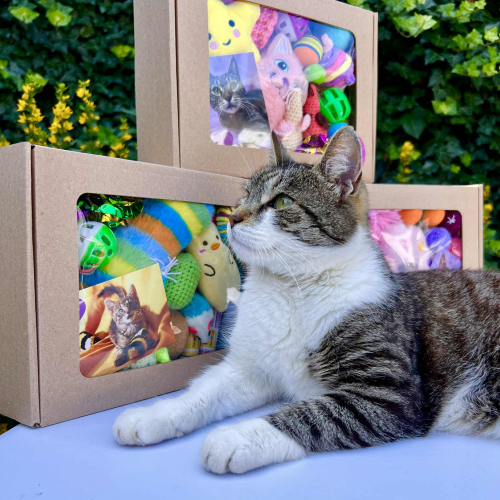 Mystery Box pro kočičku - velký 3