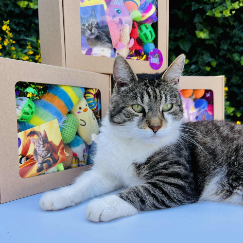 Mystery Box pro kočičku - velký 1