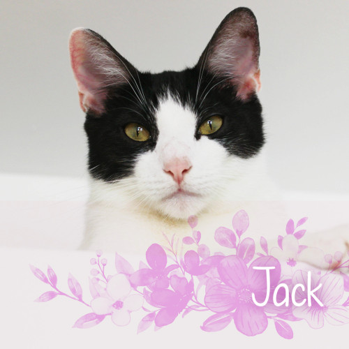 Náramek kocourka Jacka 3