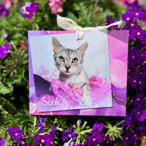 Náramek kocourka Šeříčka 1