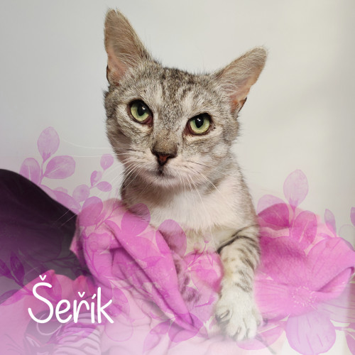 Náramek kocourka Šeříčka 5