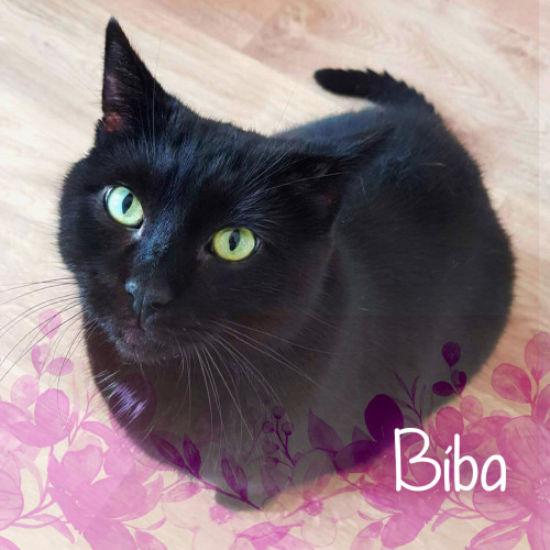 Náramek kocourka Bíby 3