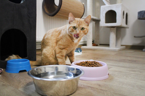 Příspěvek na krmivo 6