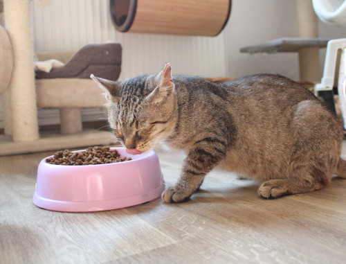 Příspěvek na krmivo 8