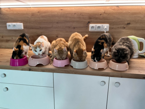 Příspěvek na krmivo 4