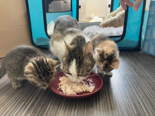 Příspěvek na krmivo 9