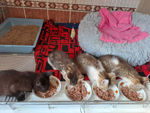 Příspěvek na krmivo 7