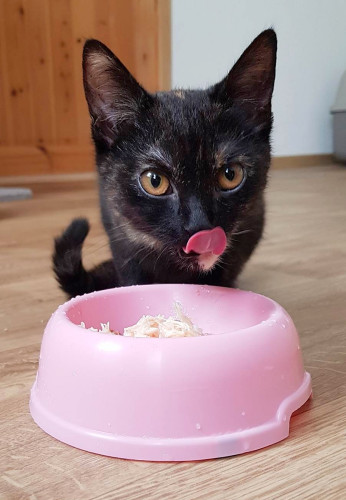 Příspěvek na krmivo 2