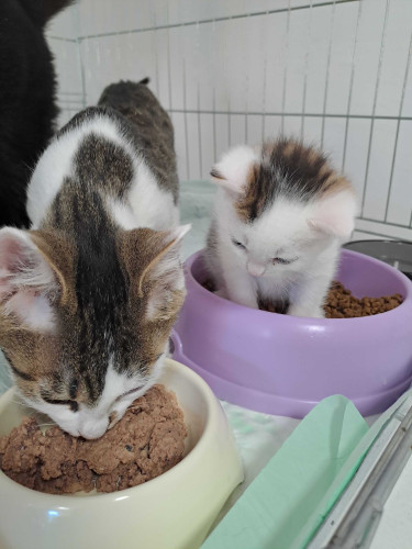 Příspěvek na krmivo 3