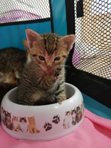 Příspěvek na krmivo 5