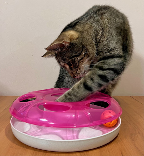Hračka pro kočičku - UFO růžové 3