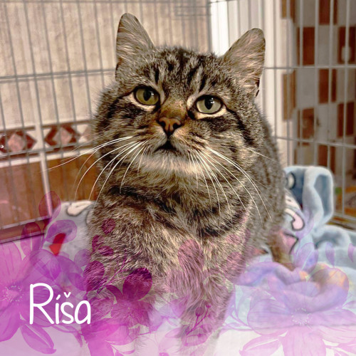 Vzpomínkový náramek - Ríša 3