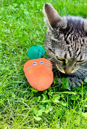 Mrkvička s kozlíkovým aroma 1