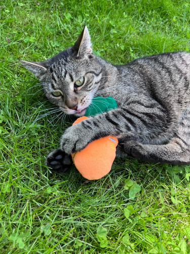 Mrkvička s kozlíkovým aroma 3