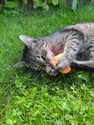 Mrkvička s kozlíkovým aroma 2